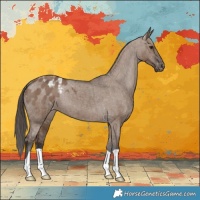 Horse Color:Liver Red Dun Appaloosa Brindle 