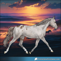 Horse Color:Liver Red Dun Appaloosa Brindle 