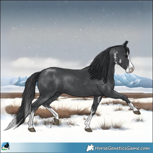 Horse Color:Black Sabino Splash Rabicano 