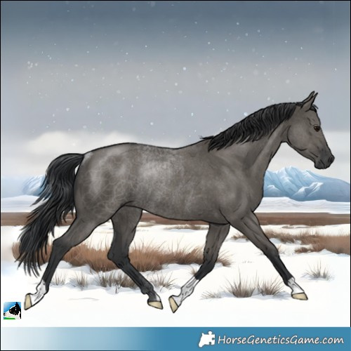 Horse Color:Grullo Rabicano 