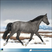 Horse Color:Grullo Rabicano 