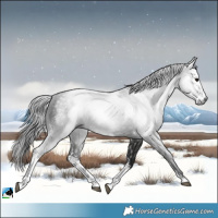 Horse Color:Gray Black Mushroom Sabino Rabicano 