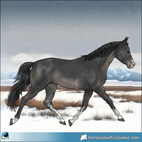 Horse Color:Black Sabino Rabicano 