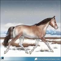 Horse Color:Classic Champagne Onyx Rabicano 