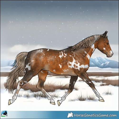 Horse Color:White Spotted Chocolate Palomino Sabino