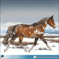 Horse Color:White Spotted Chocolate Palomino Sabino 