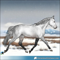 Horse Color:Gray Brown Rabicano 