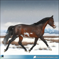 Horse Color:Bay Frame