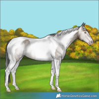 Horse Color:Unknown 