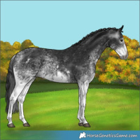 Horse Color:Gray White Spotted Black  and Gray White Spotted Black Splash 