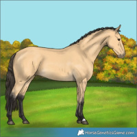 Horse Color:Buckskin 