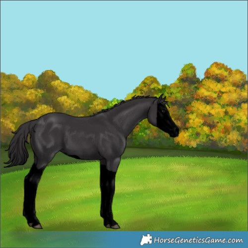 Horse Color:Void Smoky Black Splash 