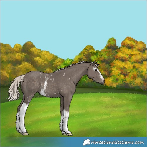 Horse Color:White Spotted Silver Black 