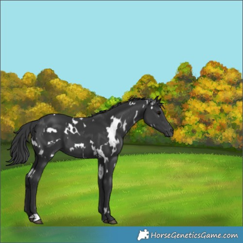 Horse Color:White Spotted Black 