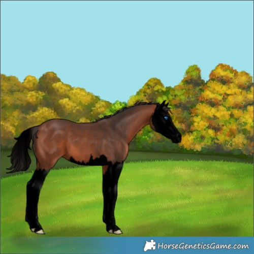 Horse Color:Void Bay Splash 