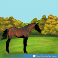 Horse Color:Void Bay Splash