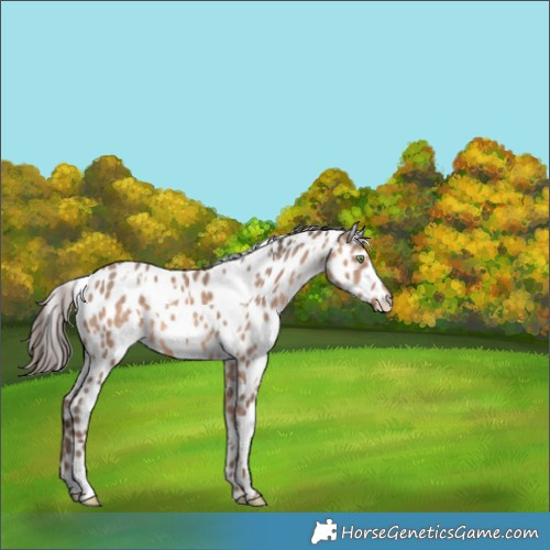 Horse Color:White Spotted Sable Champagne Appaloosa 