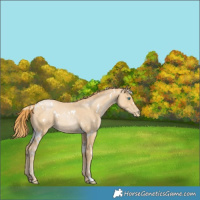Horse Color:White Spotted Smoky Black Pearl