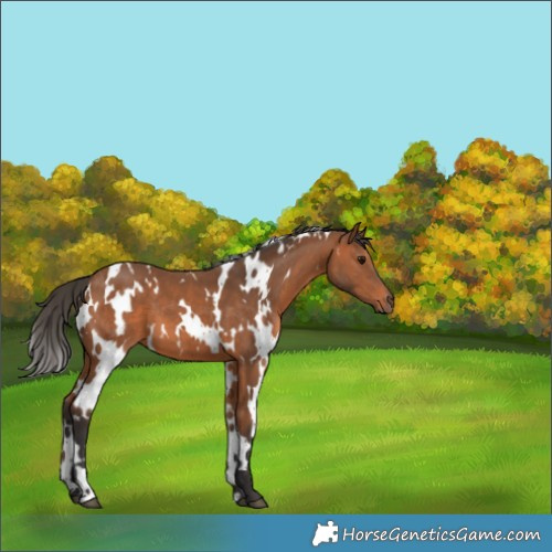 Horse Color:White Spotted Bay 