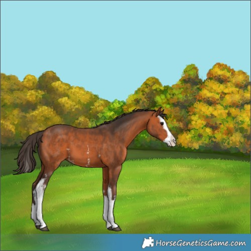 Horse Color:White Spotted Bay Splash 