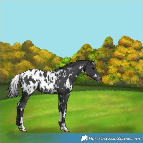 Horse Color:White Spotted Black Appaloosa 