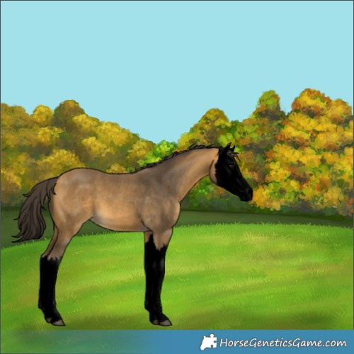 Horse Color:Void Buckskin Splash 