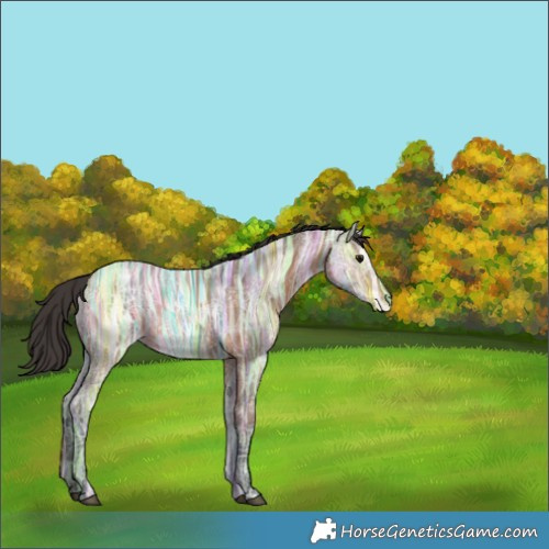 Horse Color:Bay Ice 