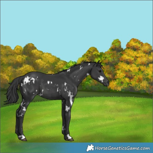 Horse Color:White Spotted Black 