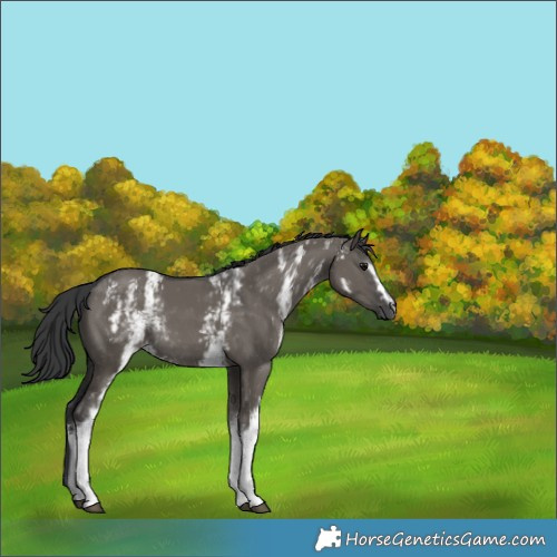 Horse Color:White Spotted Grullo 