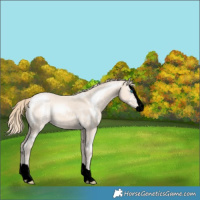 Horse Color:Void Perlino Splash 