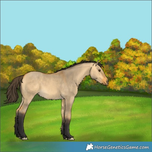 Horse Color:Void Buckskin Dun 