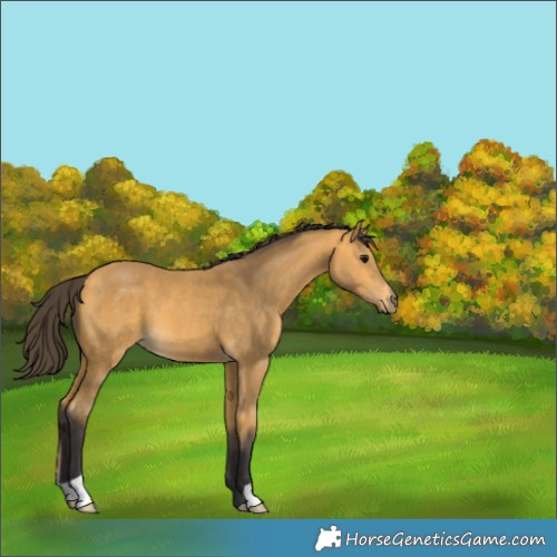 Horse Color:Buckskin 