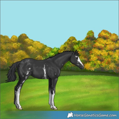 Horse Color:White Spotted Black 