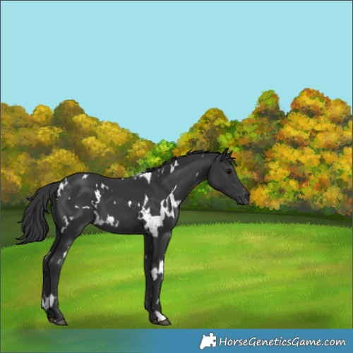 Horse Color:White Spotted Black 