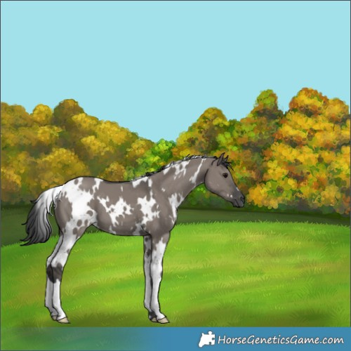 Horse Color:White Spotted Grullo 