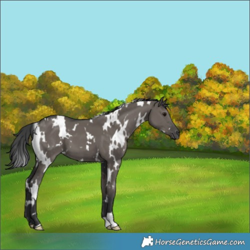 Horse Color:White Spotted Grullo 