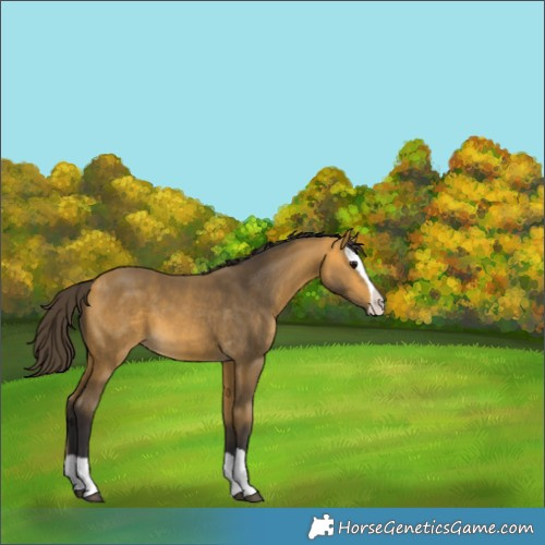 Horse Color:Buckskin Splash 