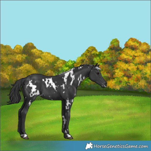 Horse Color:White Spotted Black 