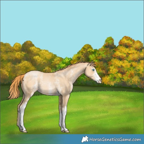 Horse Color:White Spotted Buckskin Pearl 