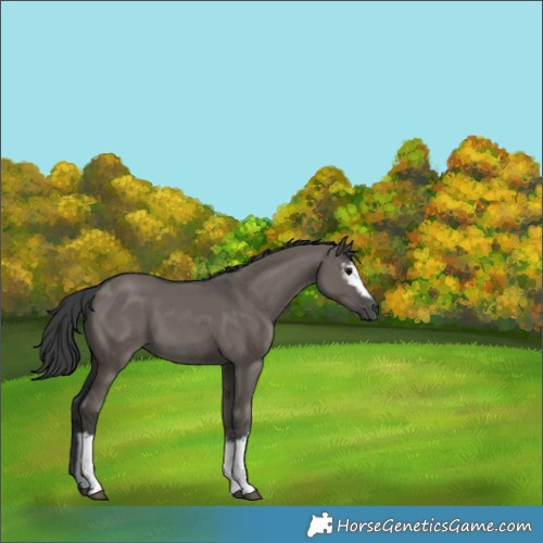 Horse Color:White Spotted Grullo 