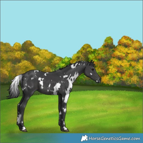 Horse Color:White Spotted Black 