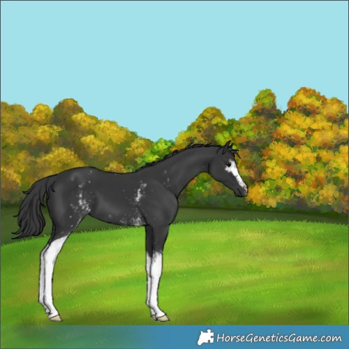 Horse Color:White Spotted Black 
