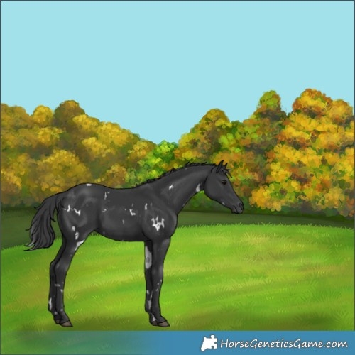 Horse Color:White Spotted Black 