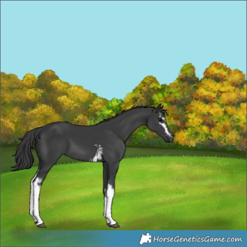 Horse Color:White Spotted Black 