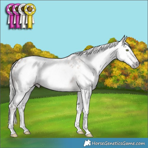 Horse Color:Gray White Spotted Silver Amber Champagne Appaloosa Rabicano 