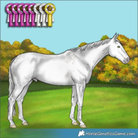 Horse Color:Gray White Spotted Silver Amber Champagne Appaloosa Rabicano 