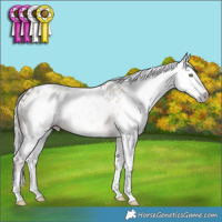 Horse Color:Gray White Spotted Silver Amber Champagne Appaloosa Rabicano 