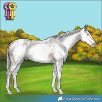 Horse Color:Gray White Spotted Silver Amber Champagne Appaloosa Rabicano