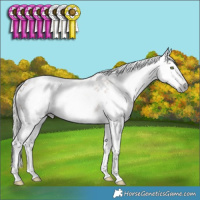 Horse Color:Gray White Spotted Silver Amber Champagne Appaloosa Rabicano
