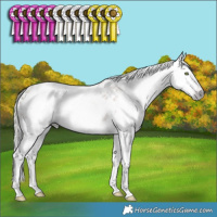 Horse Color:Gray White Spotted Silver Amber Champagne Appaloosa Rabicano 